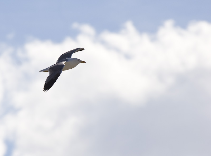 California Gull In Flight